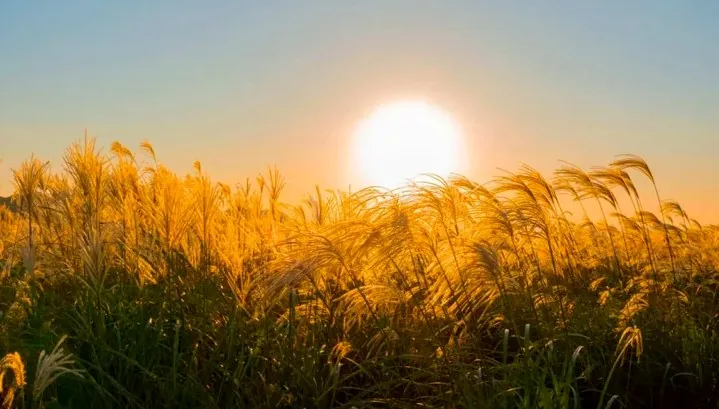 제주 어음리 억새군락지 / 사진=비짓 제주