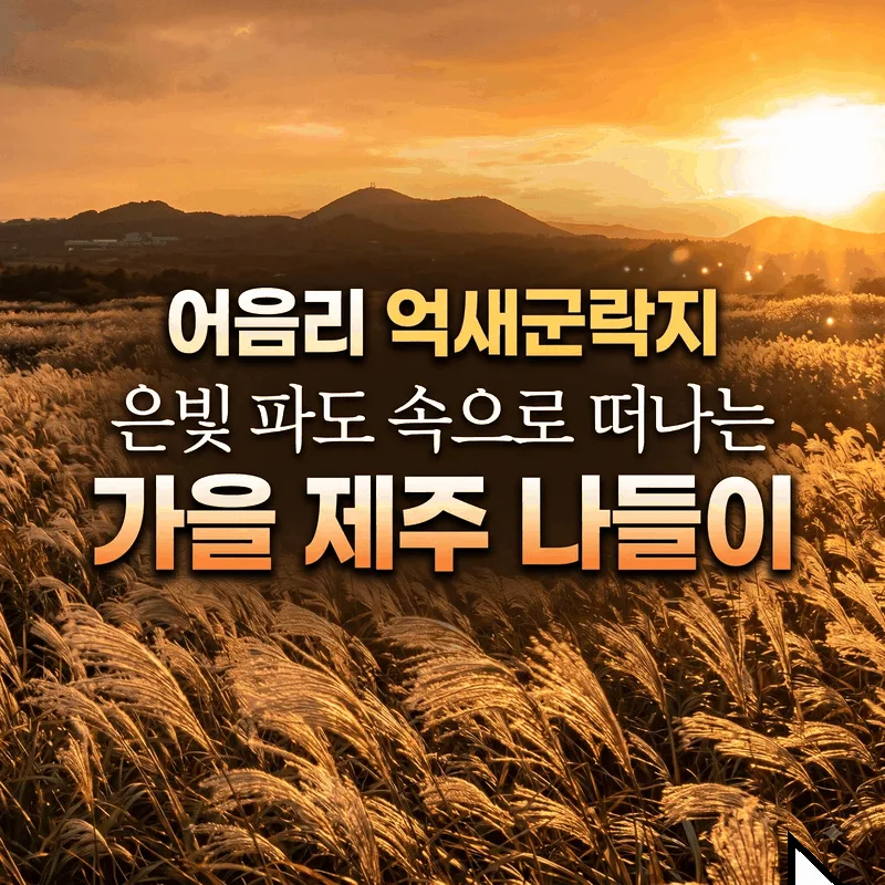 어음리 억새군락지 은빛 파도 속으로 떠나는 가을 제주 나들이