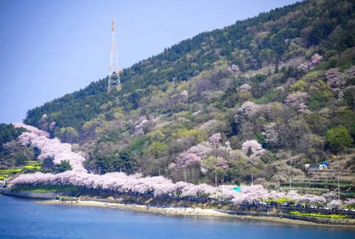 남해 벚꽃길 / 사진=남해군