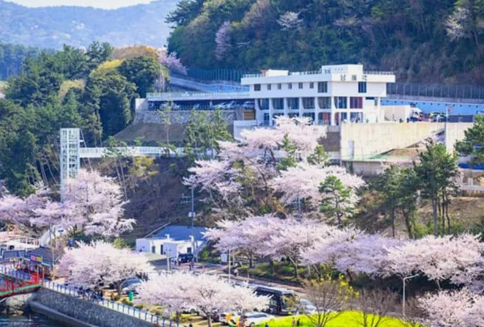 꽃 피는 남해 축제 벚꽃 / 사진=남해군