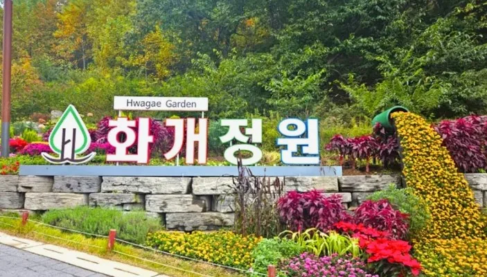 화개정원 국화 / 사진=강화 공식 블로그