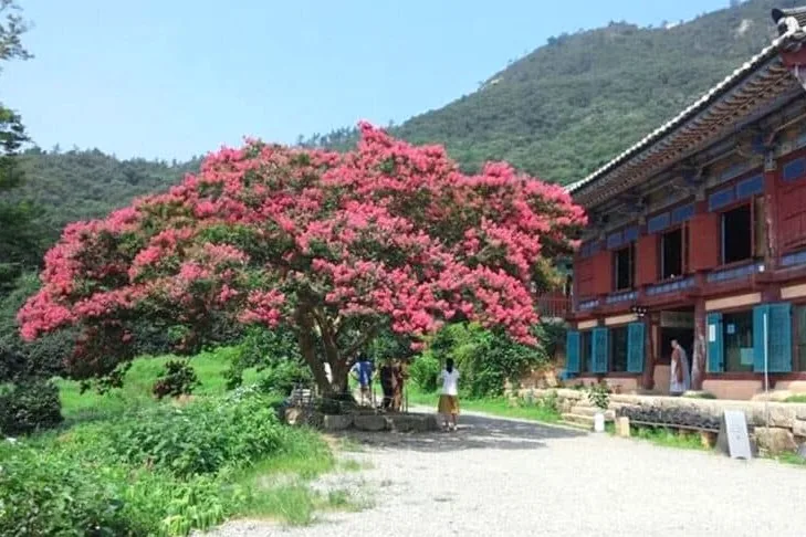 강진 백련사 / 사진=백련사 홈페이지