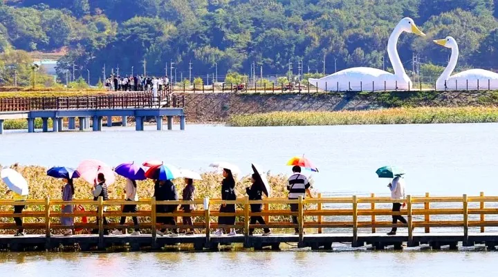 강진만 갈대축제 모습 / 사진=강진군 공식 블로그