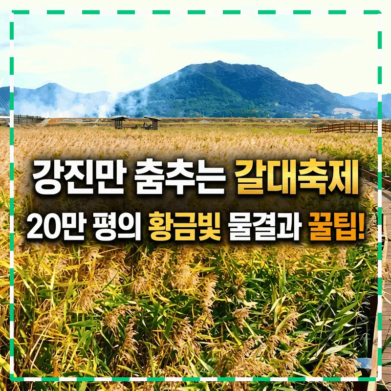 강진만 춤추는 갈대축제 20만 평 황금빛 물결과 꿀팁 총정리