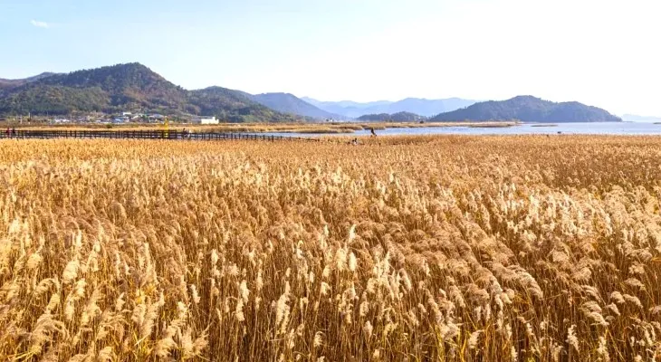 강진만 생태공원 갈대 / 사진=게티이미지뱅크