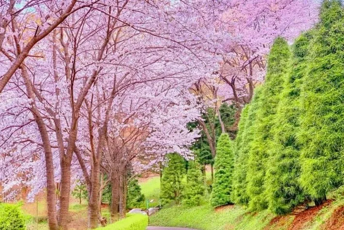 베어트리파크 벚꽃 산책 / 사진=공공누리 세종 베어트리파크 이재헌