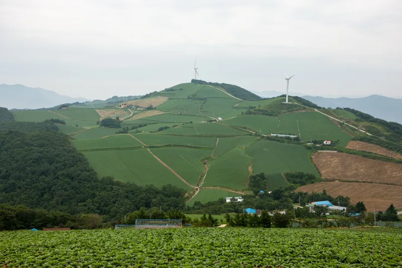 안반데기