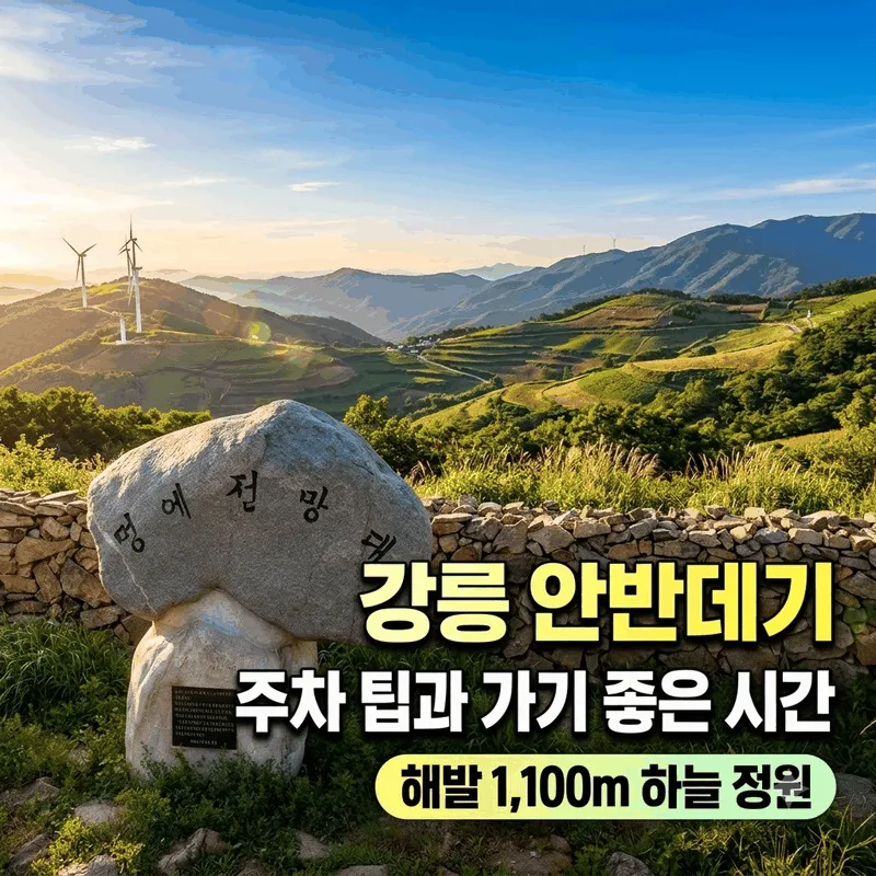 강릉 안반데기 주차 팁과 가기 좋은 시간, 해발 1,100m 하늘 정원