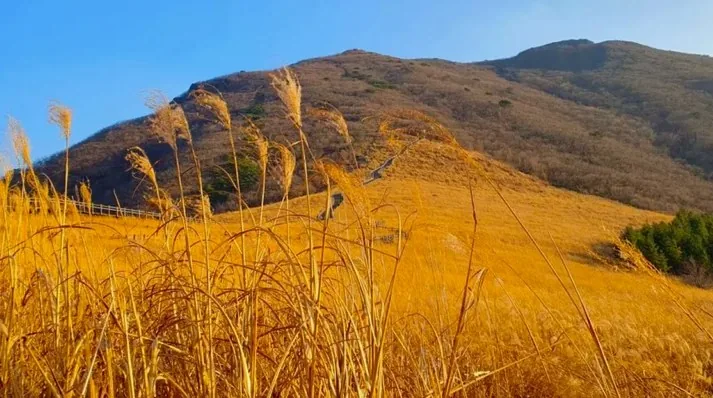 울산 간월재 가을 억새 / 사진=울산 공식블로그 이정은