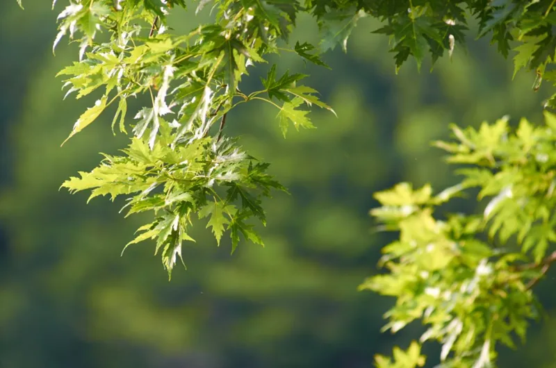 Maple Tree
