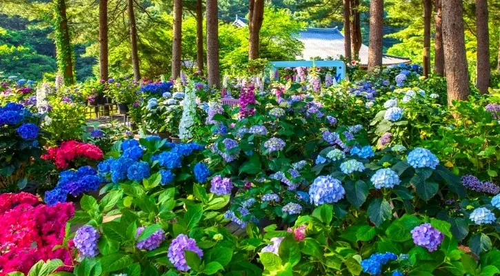 아침고요수목원 수국전시회 / 사진=게티이미지뱅크