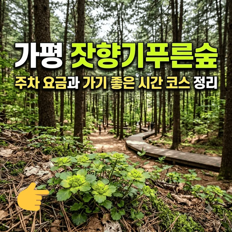 가평 잣향기푸른숲 주차 요금과 가기 좋은 시간 코스 정리