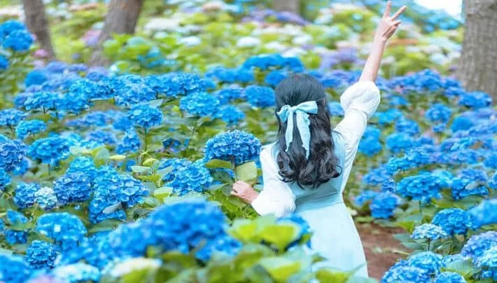 가평 양떼목장 수국축제 / 사진=ⓒ한국관광공사 정희택