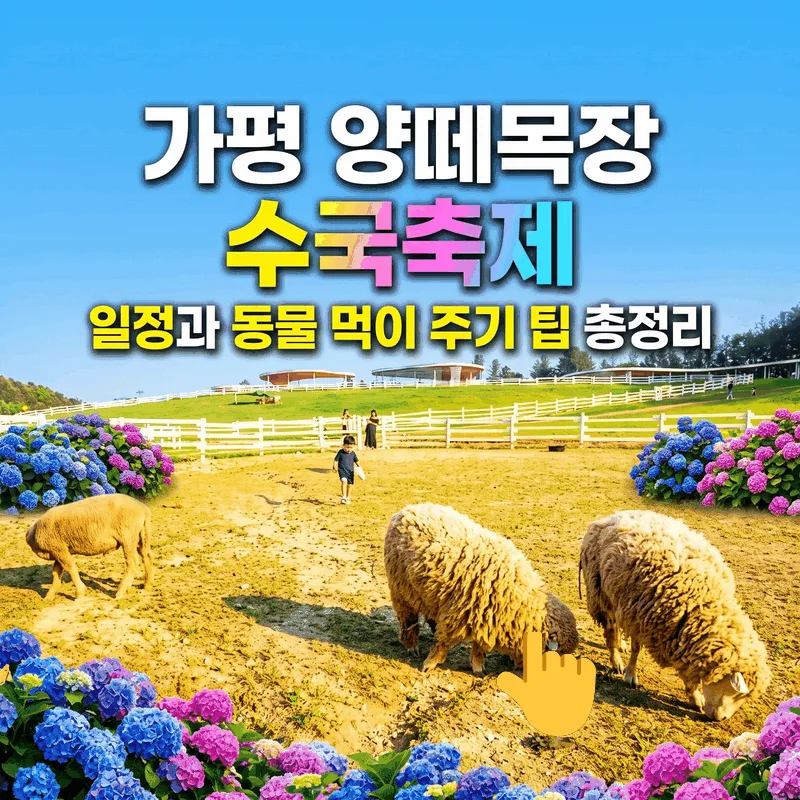 가평 양떼목장 수국축제 일정과 동물 먹이 주기 팁 총정리