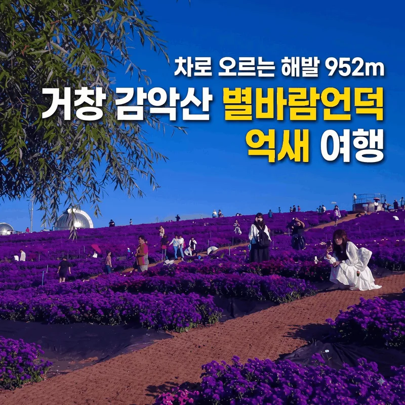 거창 감악산 별바람언덕 차로 오르는 해발 952m 억새 여행