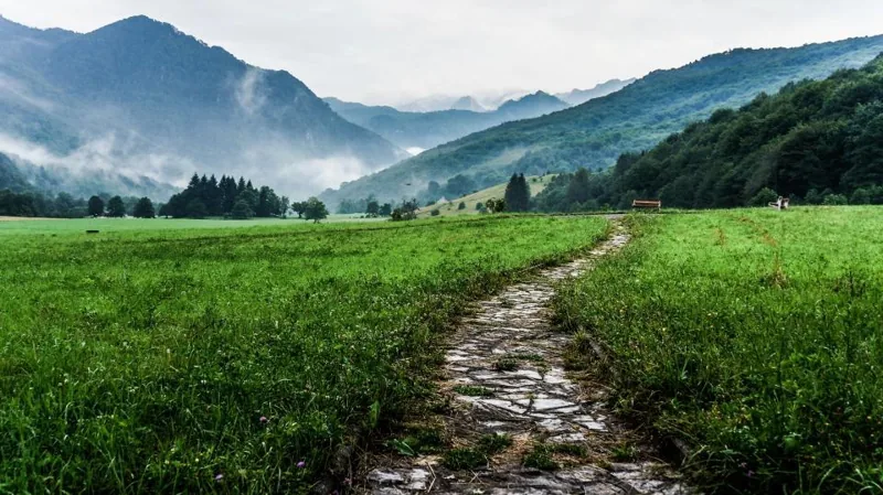 Green Grass