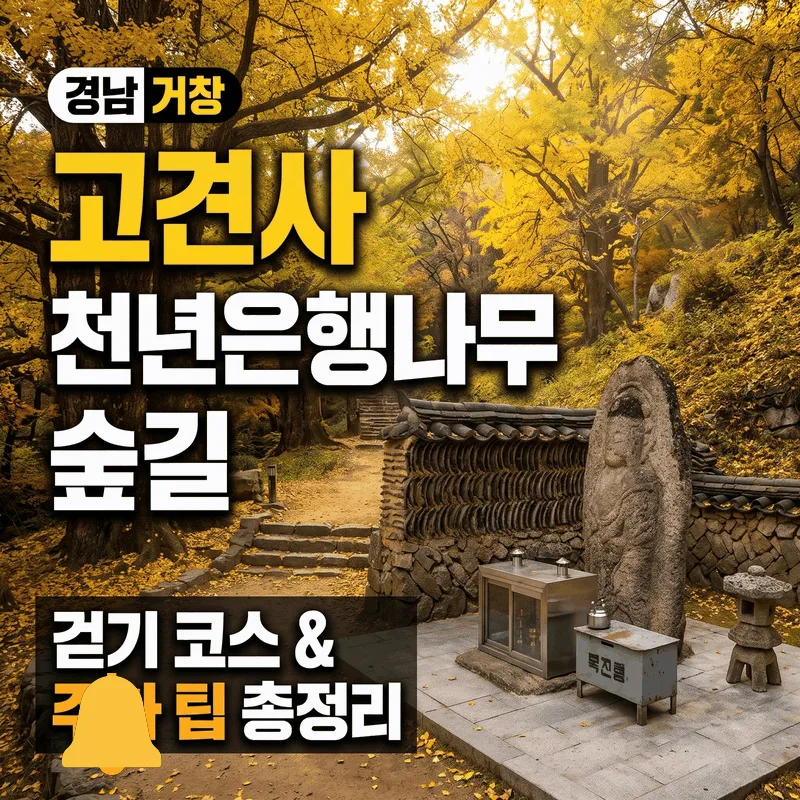 경남 거창군 고견사 천년 은행나무 숲길 산책 코스와 주차 팁 총정리