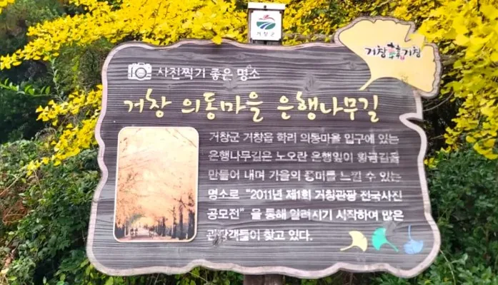 의동마을 은행나무길 안내 / 사진=거창군 공식 블로그 배인주