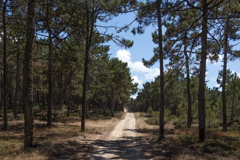 2026-08-09 Pine forest in Ferrel 2
