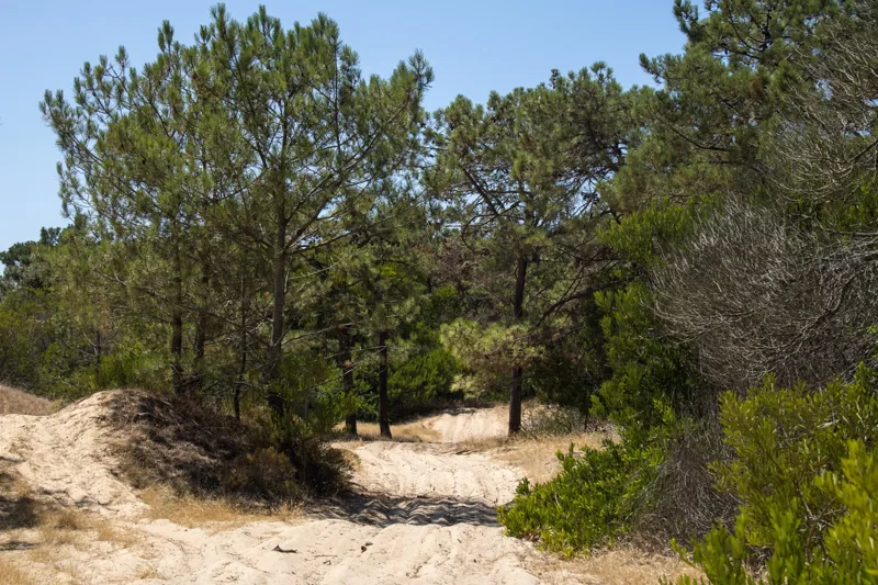 2026-08-09 Pine forest in Ferrel 4