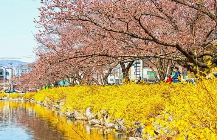 연화지 봄/사진=한국관광공사 이범수