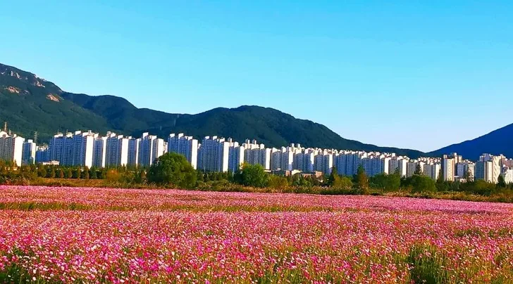 대동생태공원 코스모스 꽃단지 / 사진=김해 공식블로그 우나