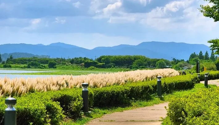 서낙동강 팜파스 군락지 / 사진=경상남도 공식블로그