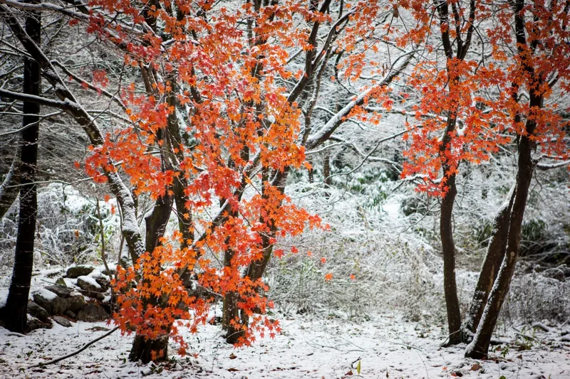 금산사