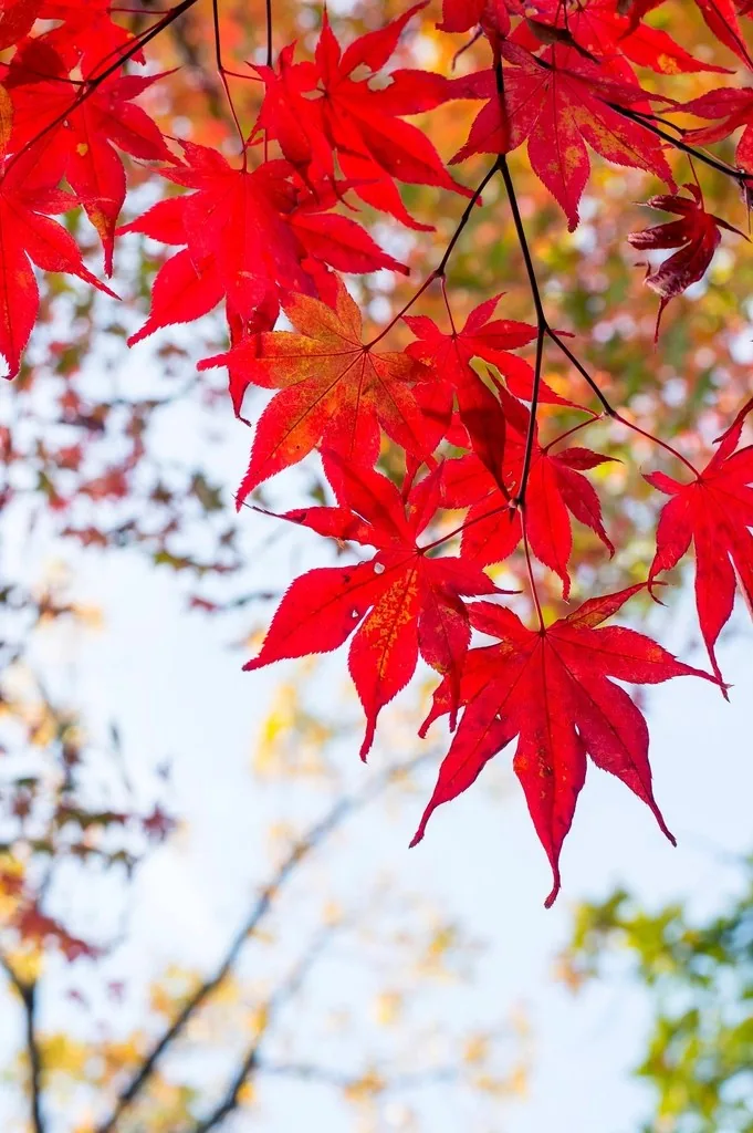 Red maple leaves