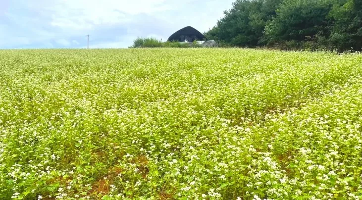 고창 청농원 메밀꽃밭 / 사진=고창 청농원 공식 블로그