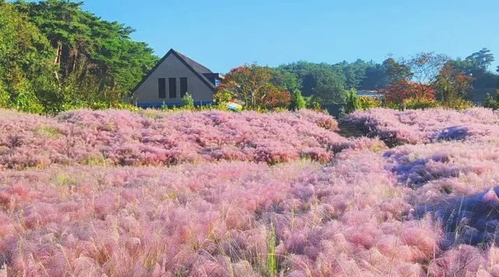 고창 청농원 핑크뮬리 / 사진=고창 청농원 공식블로그