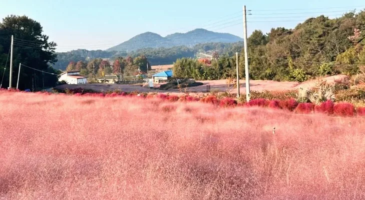 핑크뮬리 / 사진=고창청농원 공식 블로그