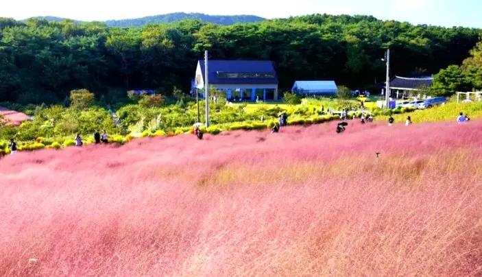 고창청농원 핑크뮬리 / 사진=전북특별자치도 공식 블로그 김왕중