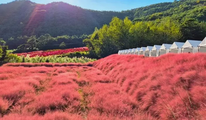 꽃객프로젝트 핑크뮬리 / 사진=꽃객프로젝트 홈페이지