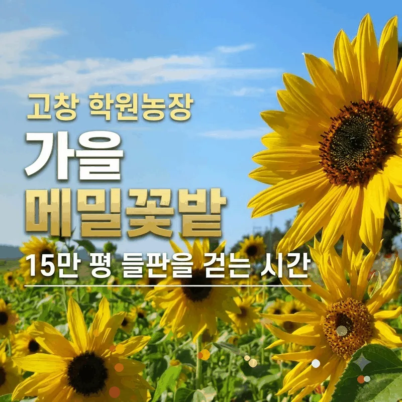 고창 학원농장 가을 메밀꽃밭, 15만 평 들판을 걷는 시간