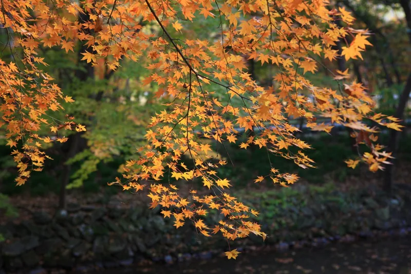 선운사