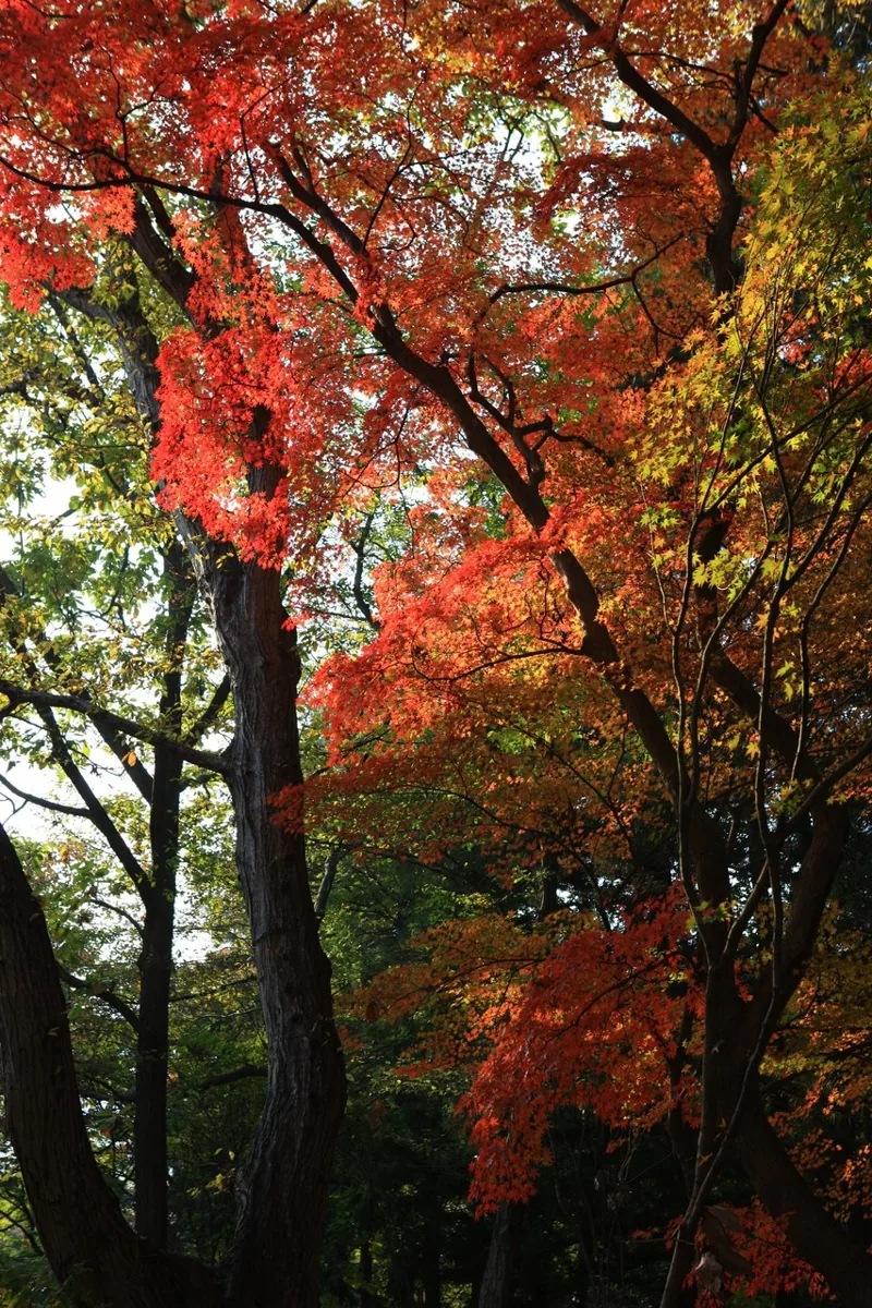 선운사