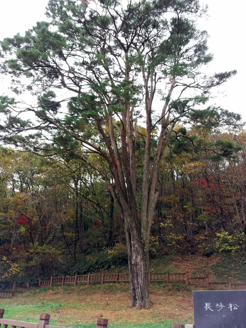 고창 선운사 도솔암 장사송