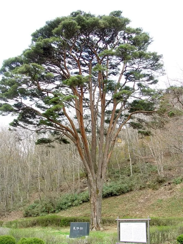 고창 선운사 도솔암 장사송 2