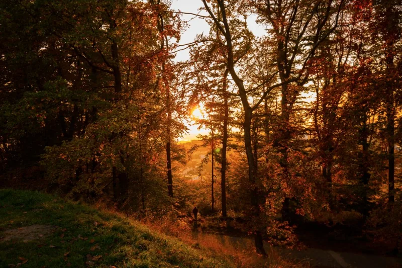 Autumn Leaves