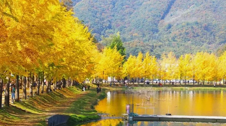 은행나무길 / 사진=괴산군 공식 블로그 정한윤