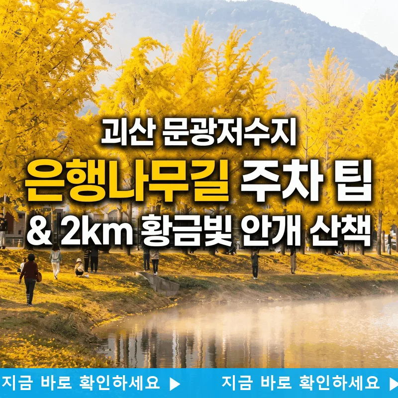 괴산 문광저수지 은행나무길 주차 팁과 2km 황금빛 물안개 산책