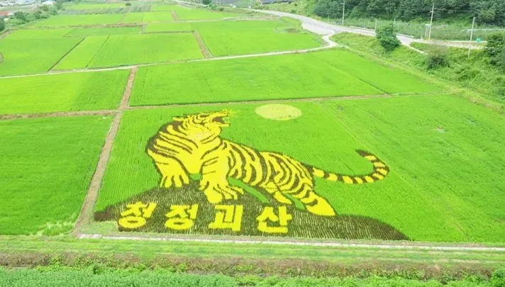유색벼로 그린 논그림 / 사진=괴산군 문화관광