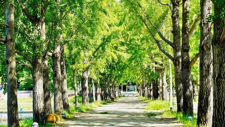 문광저수지 은행나무길 / 사진=괴산군 공식블로그 윤은정