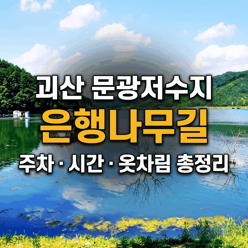 괴산 문광저수지 은행나무길 주차 시간 옷차림 총정리