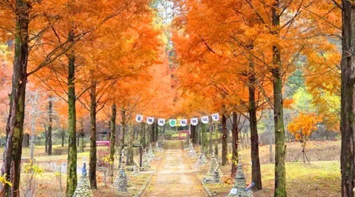 성불산 자연휴양림 메타세쿼이아길 / 사진=성불산 자연휴양림