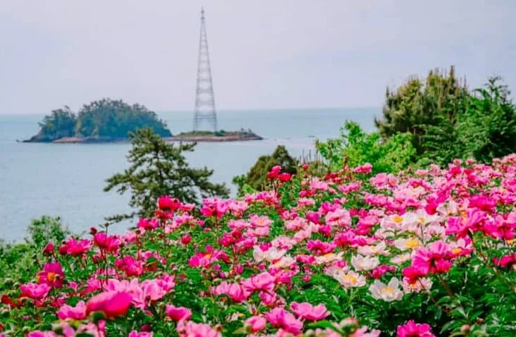 고흥 작약꽃밭 /사진=산림청 블로그