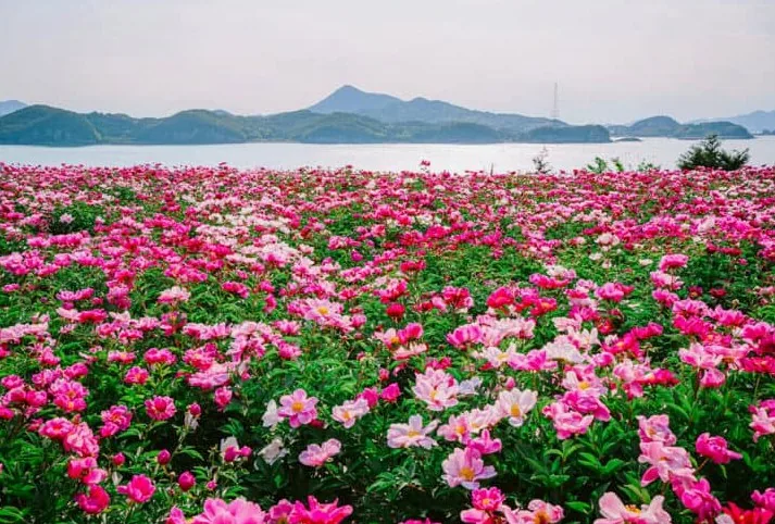 고흥 작약꽃밭 /사진=산림청 블로그