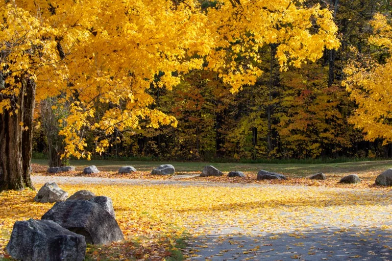 Autumn Foliage