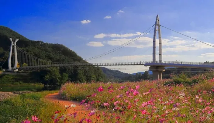 대황강 출렁다리 코스모스 / 사진=곡성 문화관광